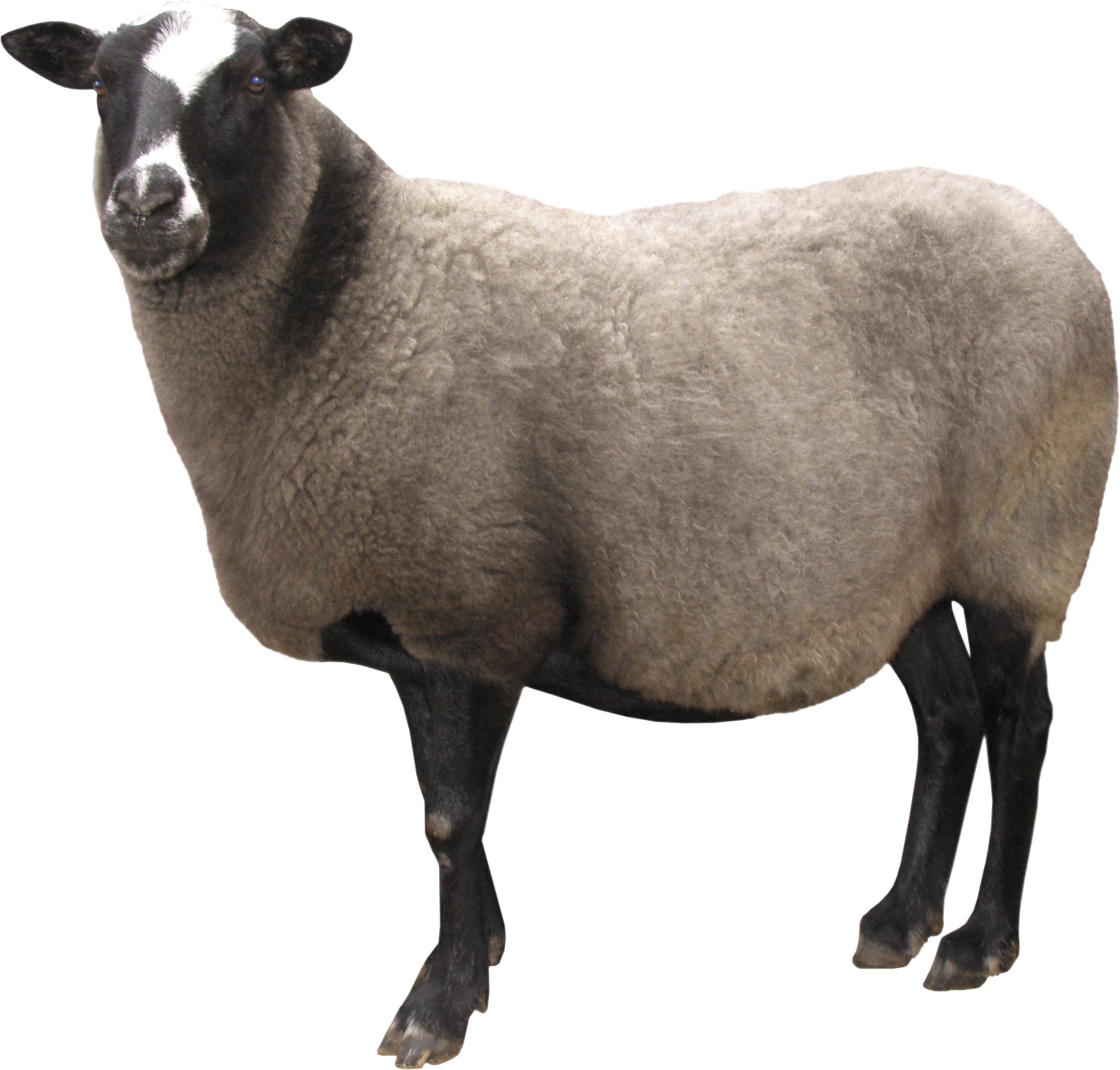 Sheep Png Image - Sheep Png (2517x2405)