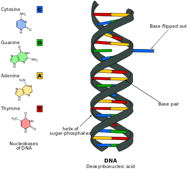 Dna Base Flipping - Dna Model 15 Base Pairs (400x351)