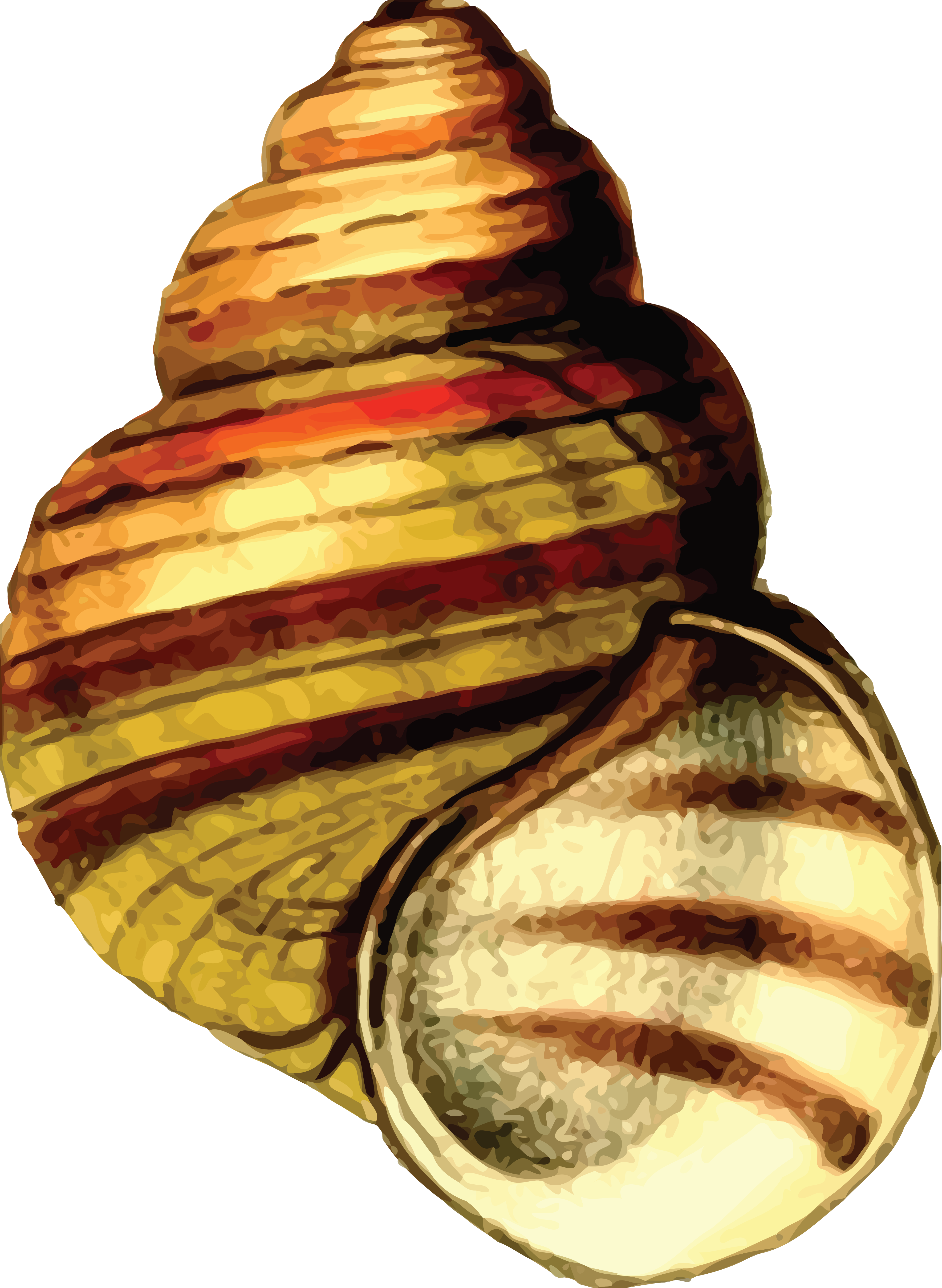 Free Clipart Of A Sea Shell - Clip Art Sea Shells (4000x5469)