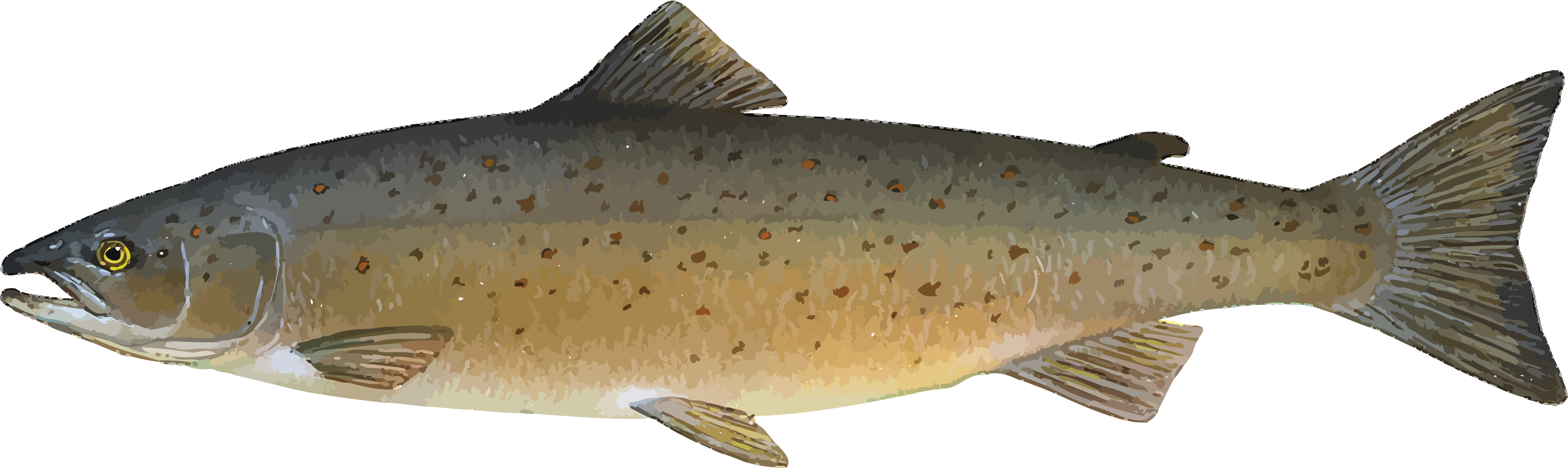 Free Clipart Of A Salmon - Atlantic Salmon Fish (4000x1195)