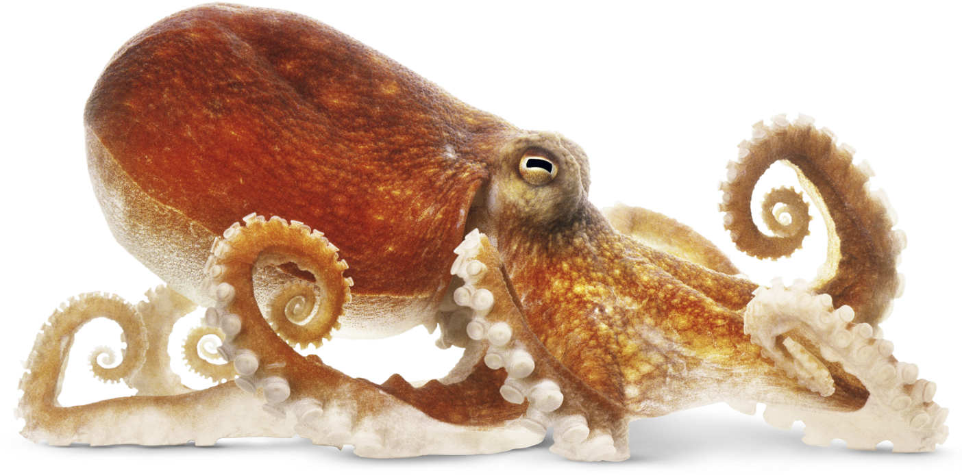 Octopus Png Image - Octopus Png (1403x700)