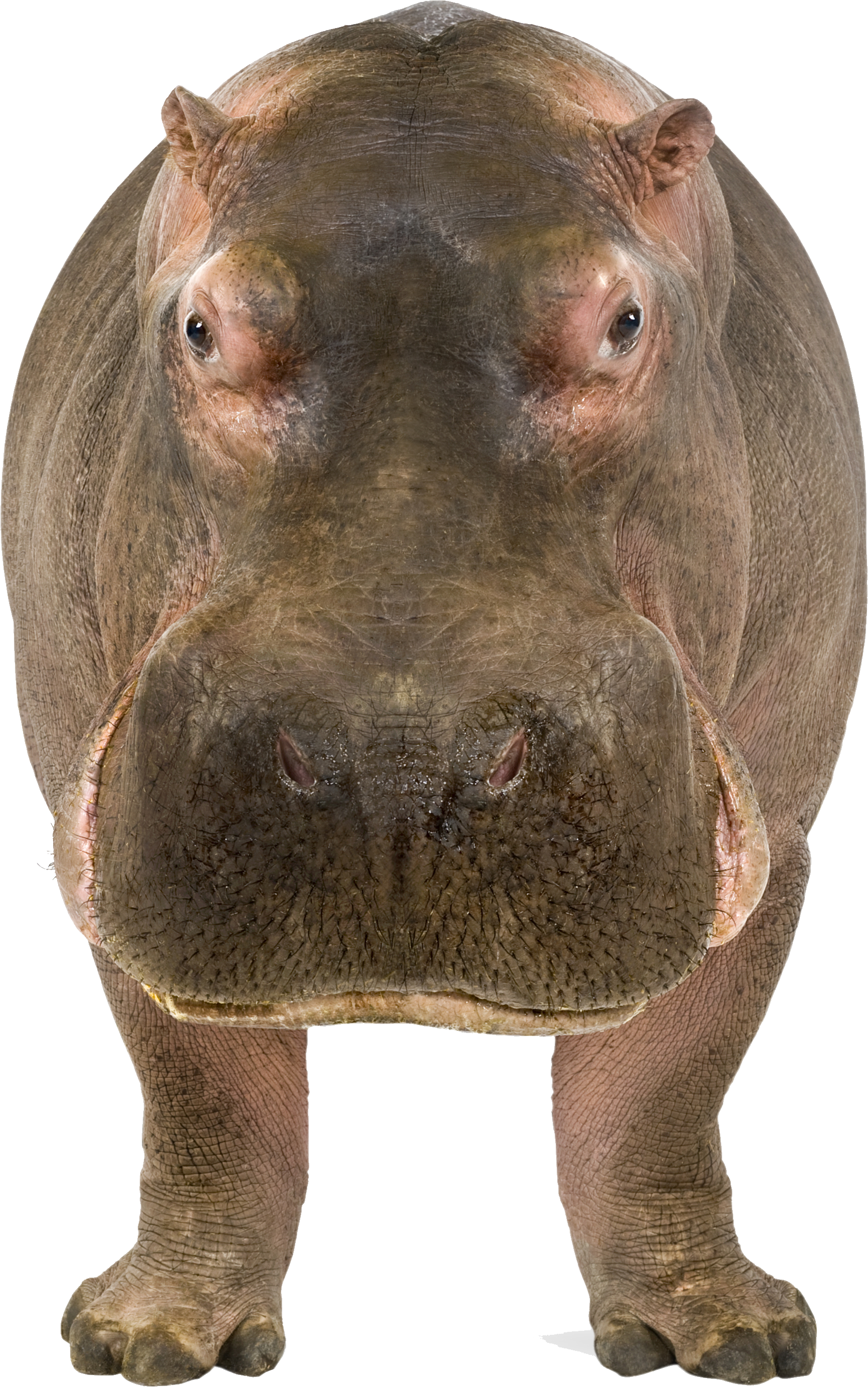 Hippo Png - Hippo Front And Side View (1732x2766)