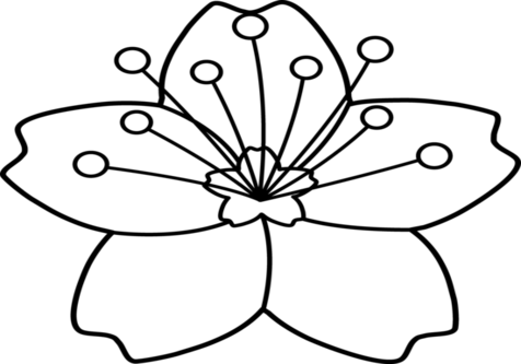 Coloring Trend Medium Size Lily Coloring Pages Blossom - Cherry Blossom Black And White Clip Art (476x333)