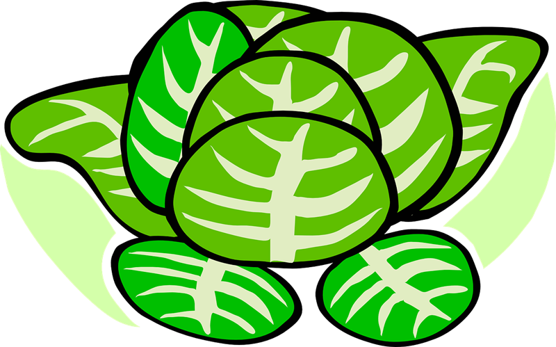 Cabbage Clipart 1 - Cabbage Clipart 1 (1280x798)