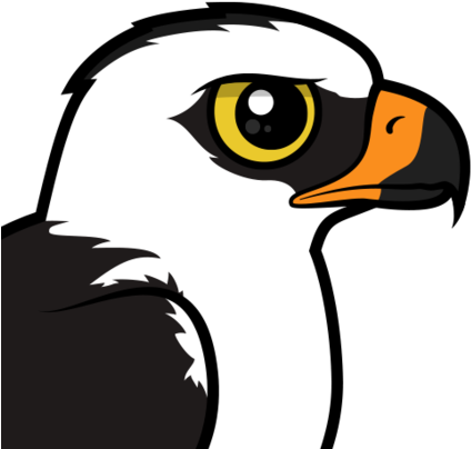 The Black And White Hawk Eagle Is A Large Species Of - Black-and-white Hawk-eagle (440x440)