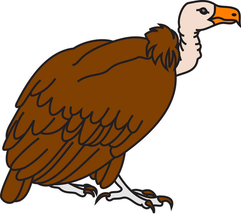 Vulture Bird Clipart - Animated Images Of Vulture (813x720)