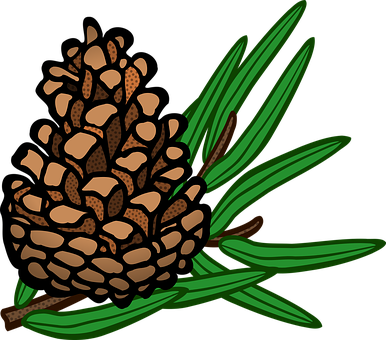 Cone Conifer Pine Plant Tree Cone Cone Pin - Pine Cone Pine Clipart (386x340)