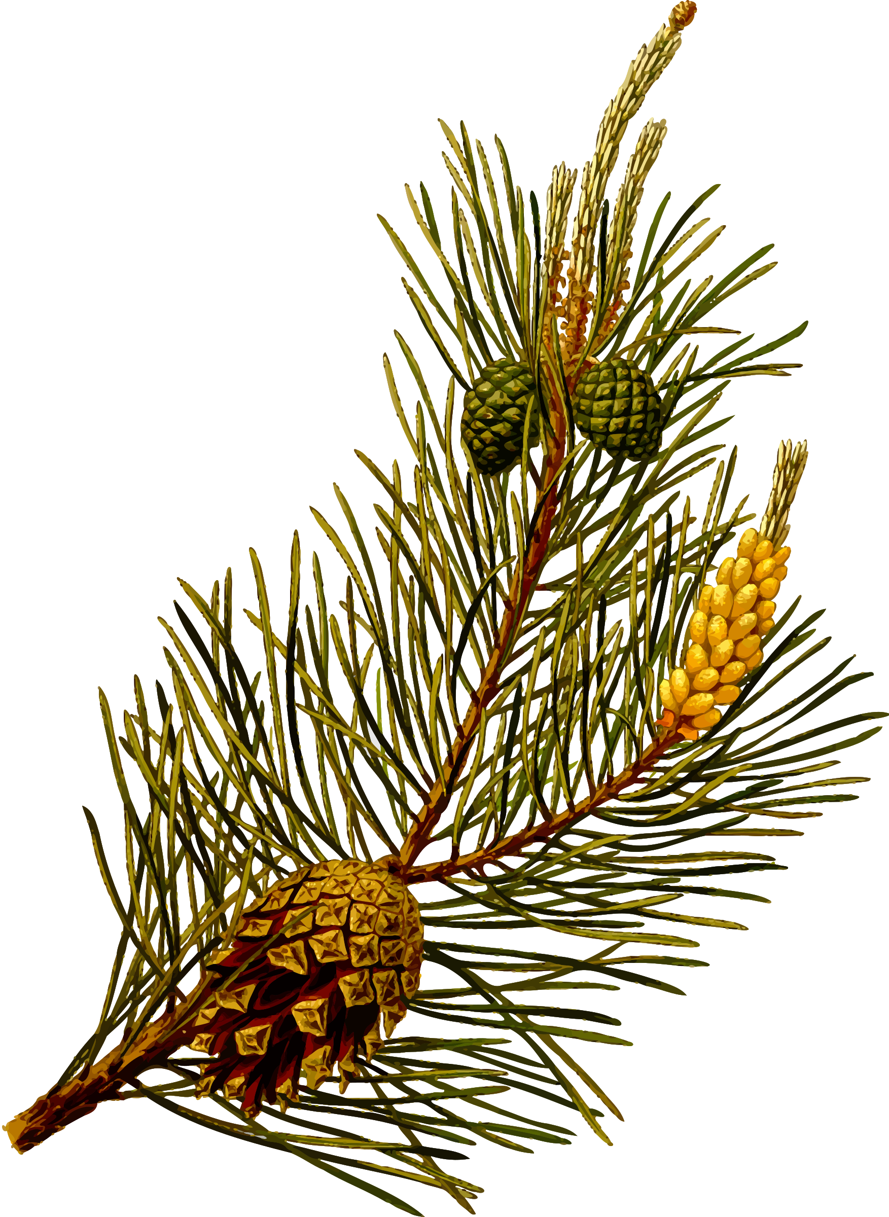 Big Image - Scots Pine Clip Art (1753x2400)