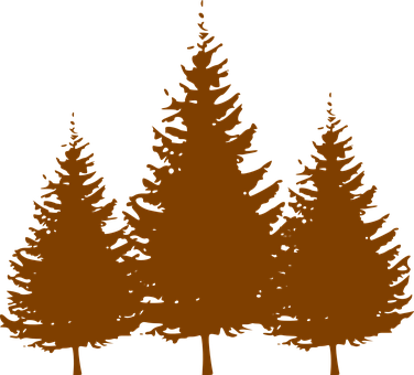 Trees, Conifers, Brown, Silhouette - Pine Tree Silhouette Vector (376x340)
