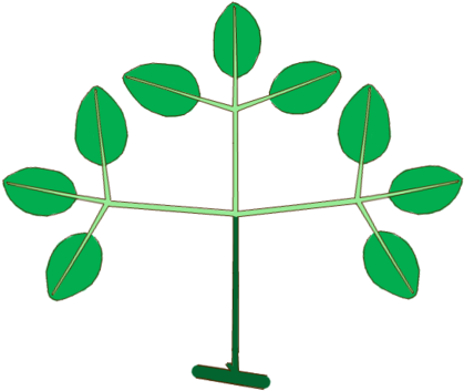Structure Of A Biternate Compound Leaf - Structure Of A Biternate Compound Leaf (440x378)