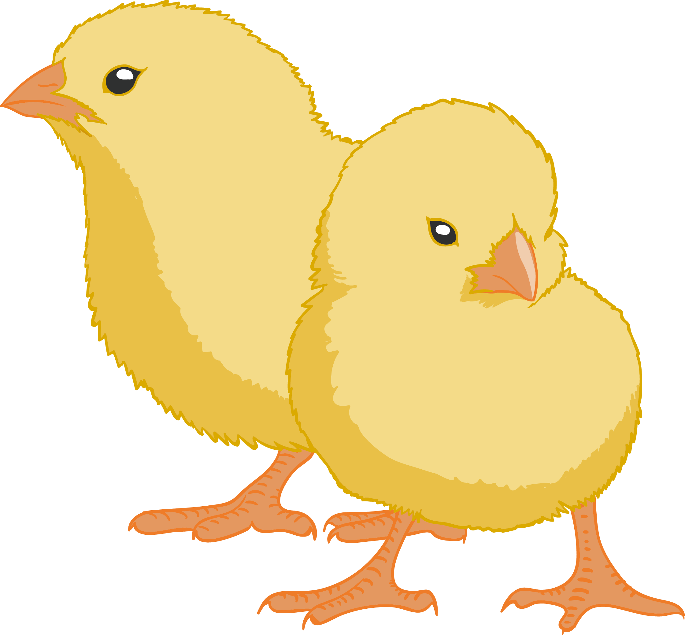 Brahma Chicken Rooster Gender Egg Incubation Video - Chicken (2240x2077)