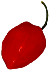 Red Habanero - Red Habanero (500x500)