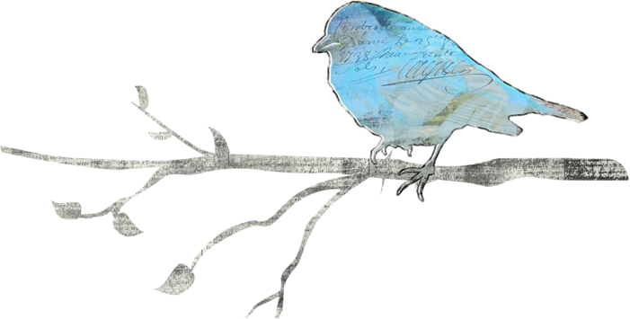 Птицы - Птицы - Mountain Bluebird (701x355)