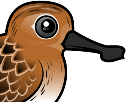About The Spoon-billed Sandpiper - Spoon Billed Sandpiper Cartoon (440x440)