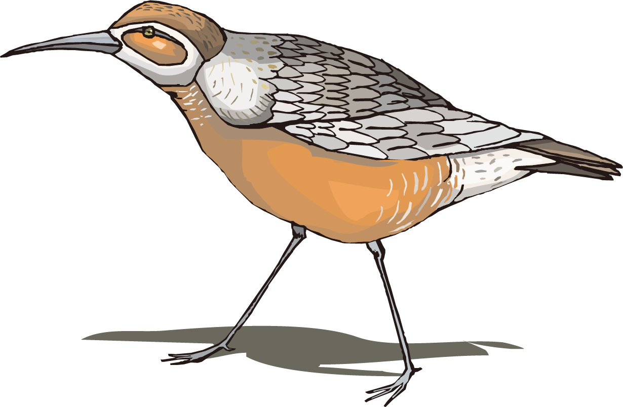 卡通水彩鸟类动物 - Seabird (1230x804)