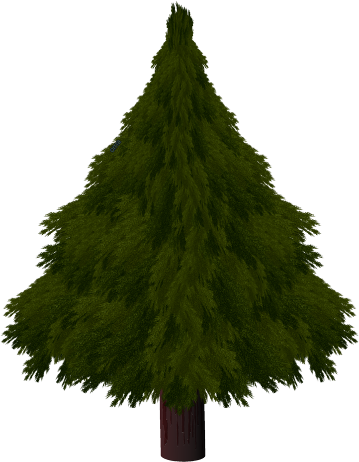 Realistic Christmas Tree Drawings - Christmas Tree (1800x2400)