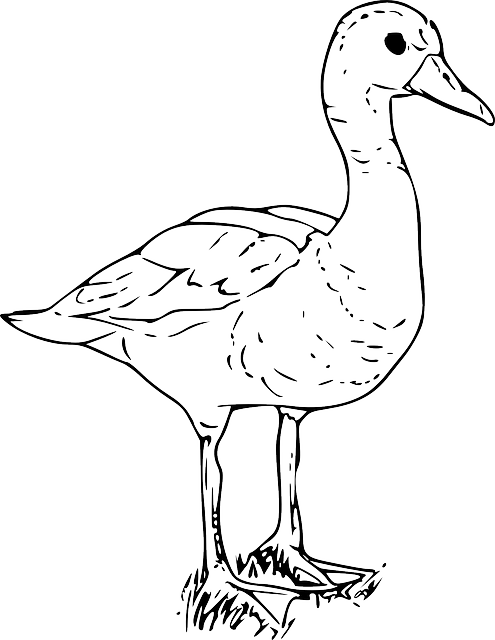 Black And White Cartoon Duck - Parts Of A Duck Worksheet (495x640)