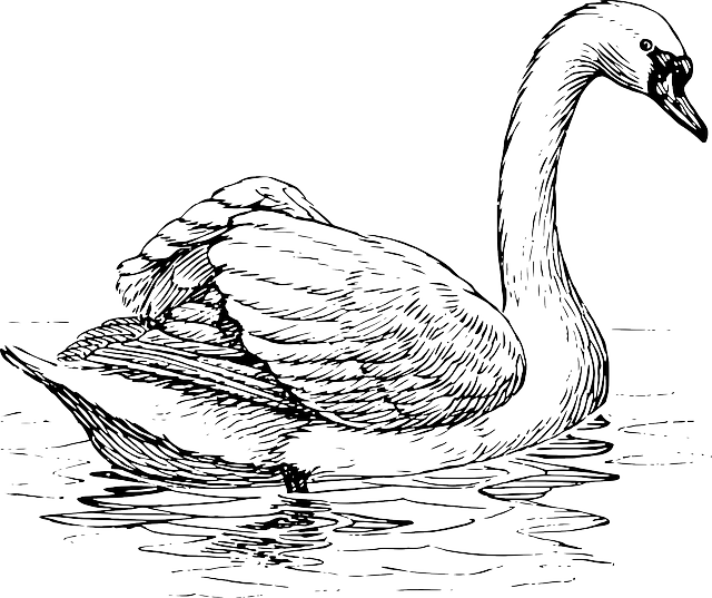 Zoology Swan, Bird, Animal, Biology, Ornithology, Zoology - Swan Black And White Drawings (640x537)