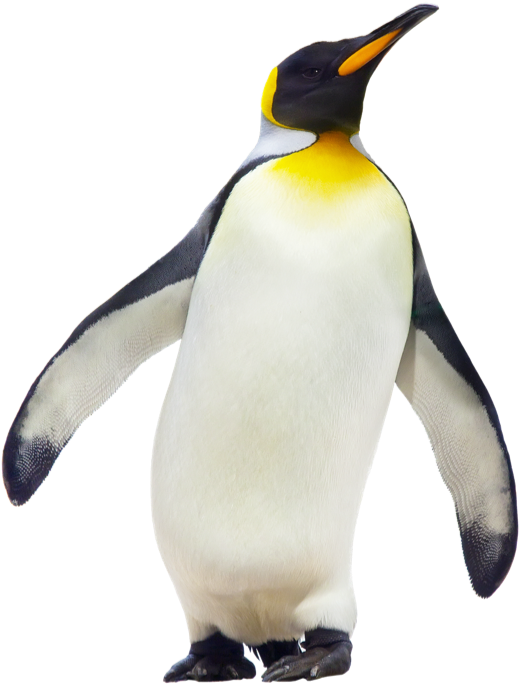 Emperor Penguin (750x750)