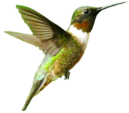 Bird Png - Birds Without Backgrounds (472x409)