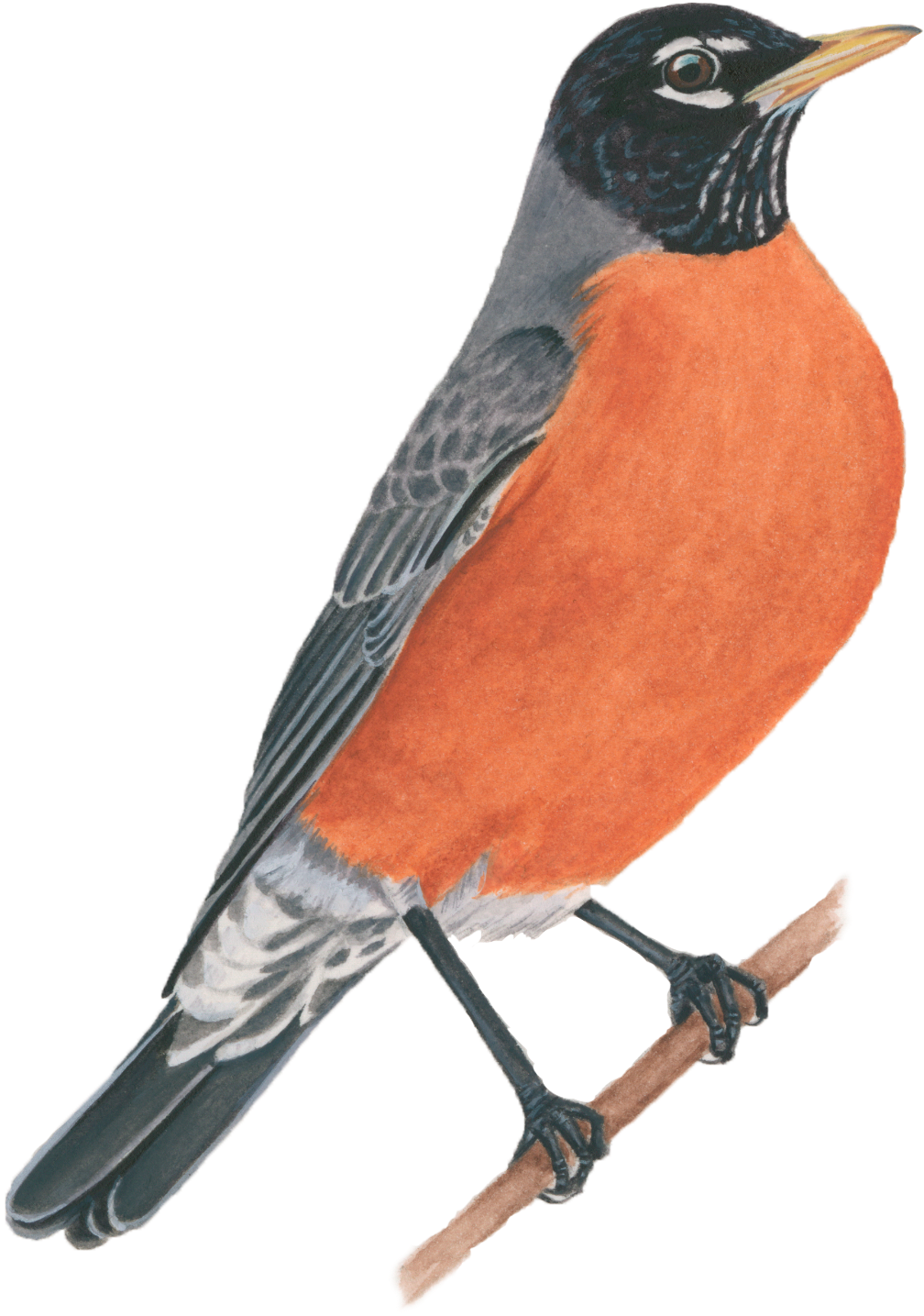 American Robin - American Robin Png - (1534x1534) Png Clipart Download