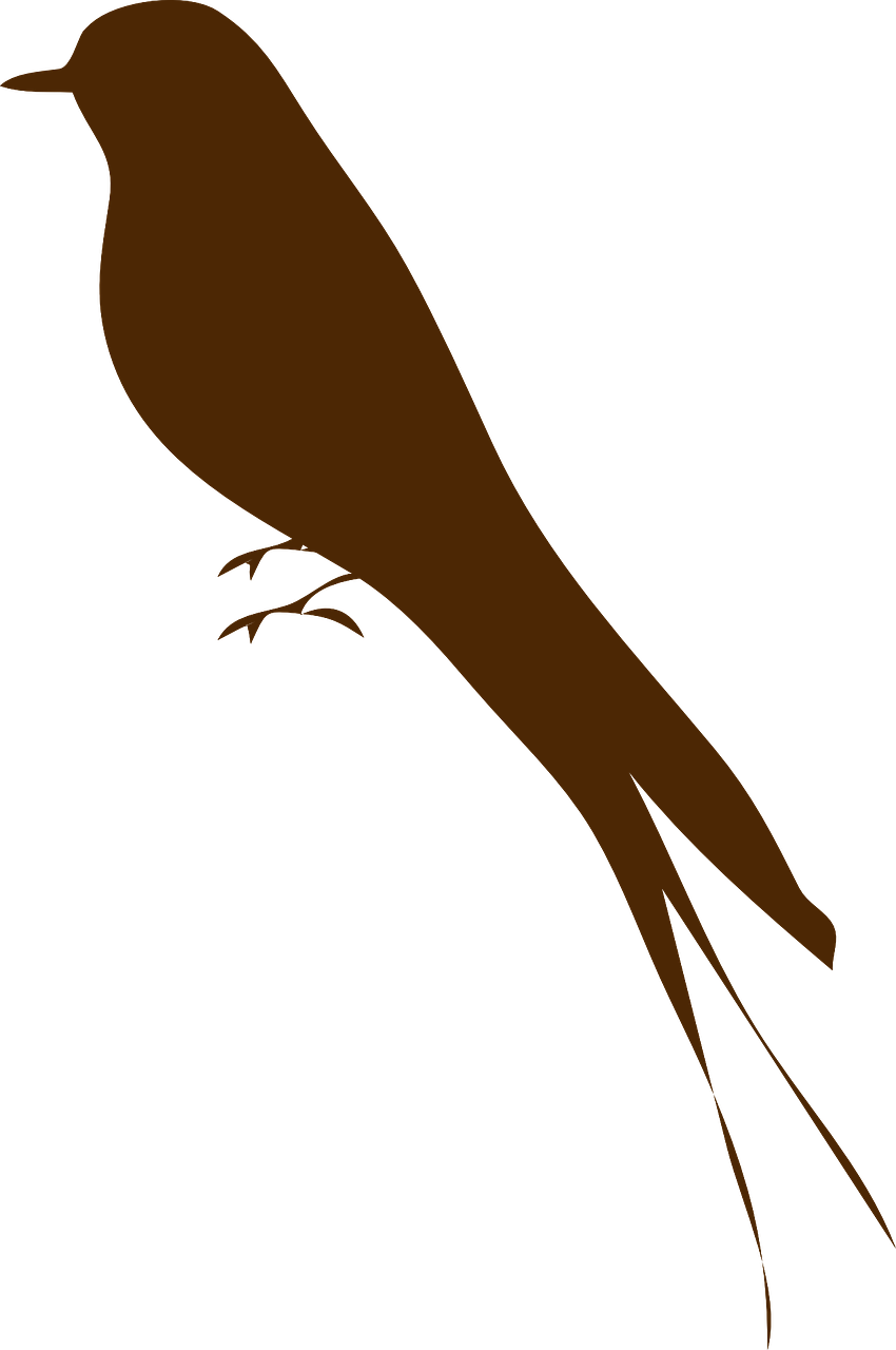 How To Draw A Bird, How To Draw A Swallow - Bird Silhouette (850x1280)