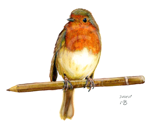 Drawn Robin Garden - European Robin Drawing (600x510)