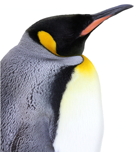 ペンギン - King Penguin (446x581)