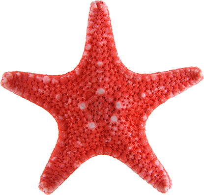 Red Sea Star Png (415x397)