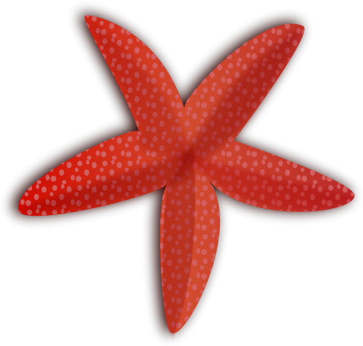 Starfish Clip Art Download - Red Starfish Clipart (800x764)