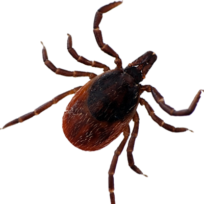 Tick Insect Png - Tick Insect Png (400x400)