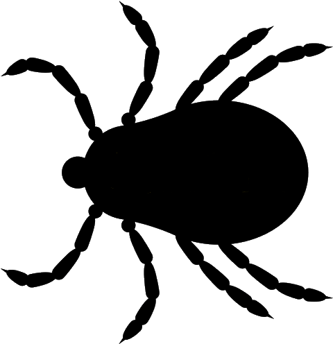 Tick Insect Png - Tick (768x768)