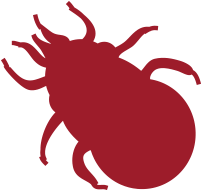 Diagnosing Lice - Video (486x297)