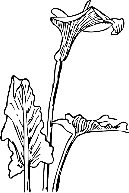 Outline, Drawing, Flower, Flowers, Plant, Lily, Calla - Free Lily Flower Clipart Black And White (428x640)