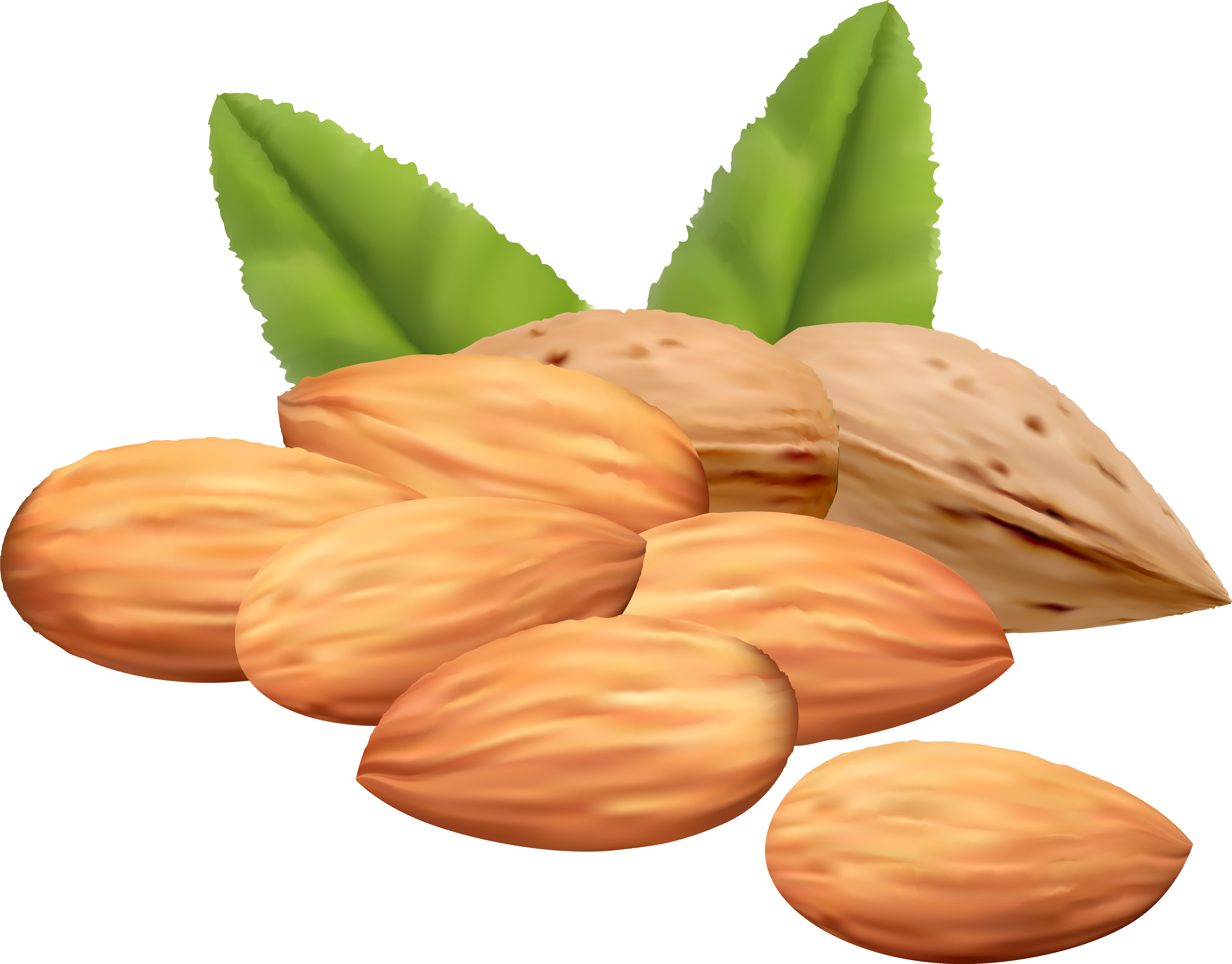 Almond Nuts Png Clipart Image - Nuts And Their Names (6343x4955)