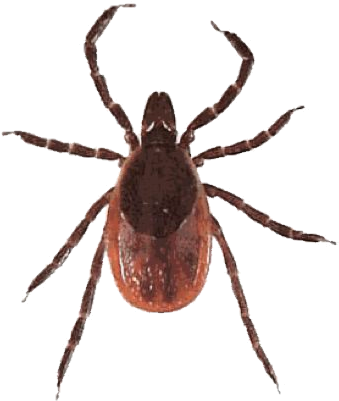 Certain Tick Bites May Cause Allergies To Red Meat - Blacklegged Tick (352x416)