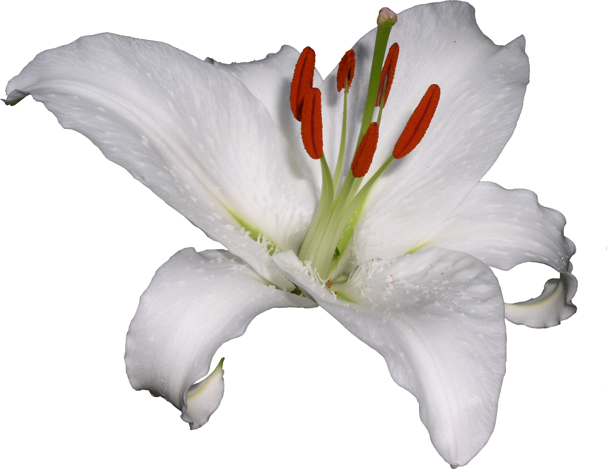 Lilium Hemerocallis Lilioasphodelus Flower Clip Art - Лилия Png (2060x1656)