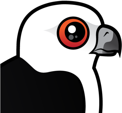 About The Swallow-tailed Kite - About The Swallow-tailed Kite (440x440)