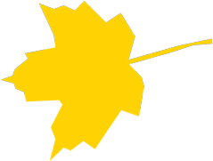 Maple Leaf (505x500)