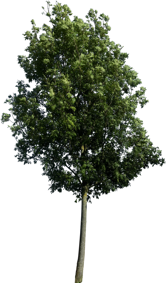Free Icons Png - Tree Png (600x976)