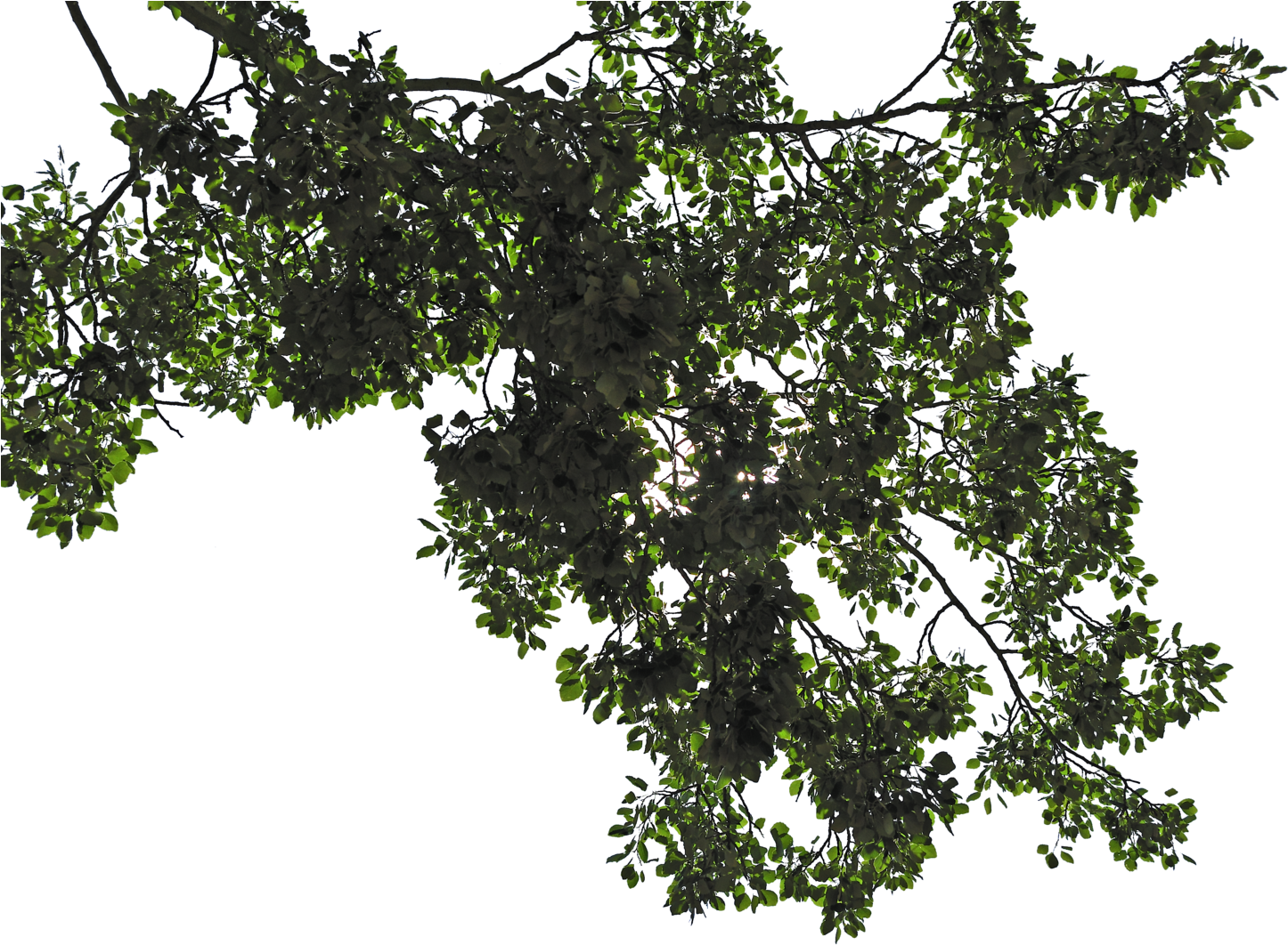 Free Icons Png - Tree Leaves Png (1600x1063)