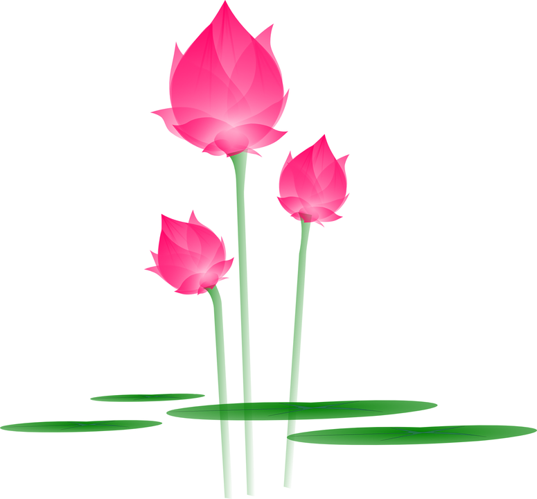 Water Lily Png 21, - Tochter-gruss-karte Grußkarte (775x720)