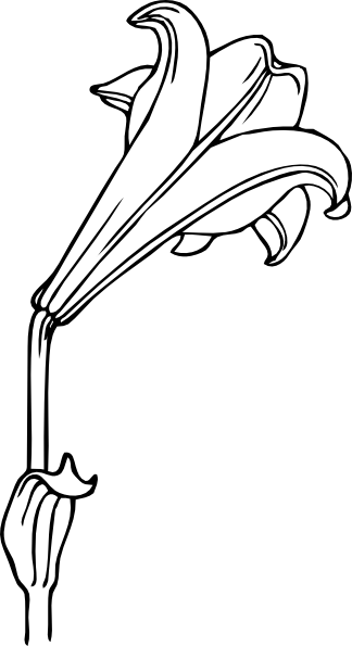 Calla Lily Clip Art Free - Lily Images Black And White (324x595)