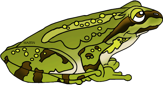 Green Frog Clipart Amphibian - Pacific Tree Frog Clipart (648x380)