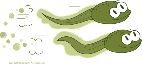Click To Save Image - Frog Tadpole Clipart (575x262)