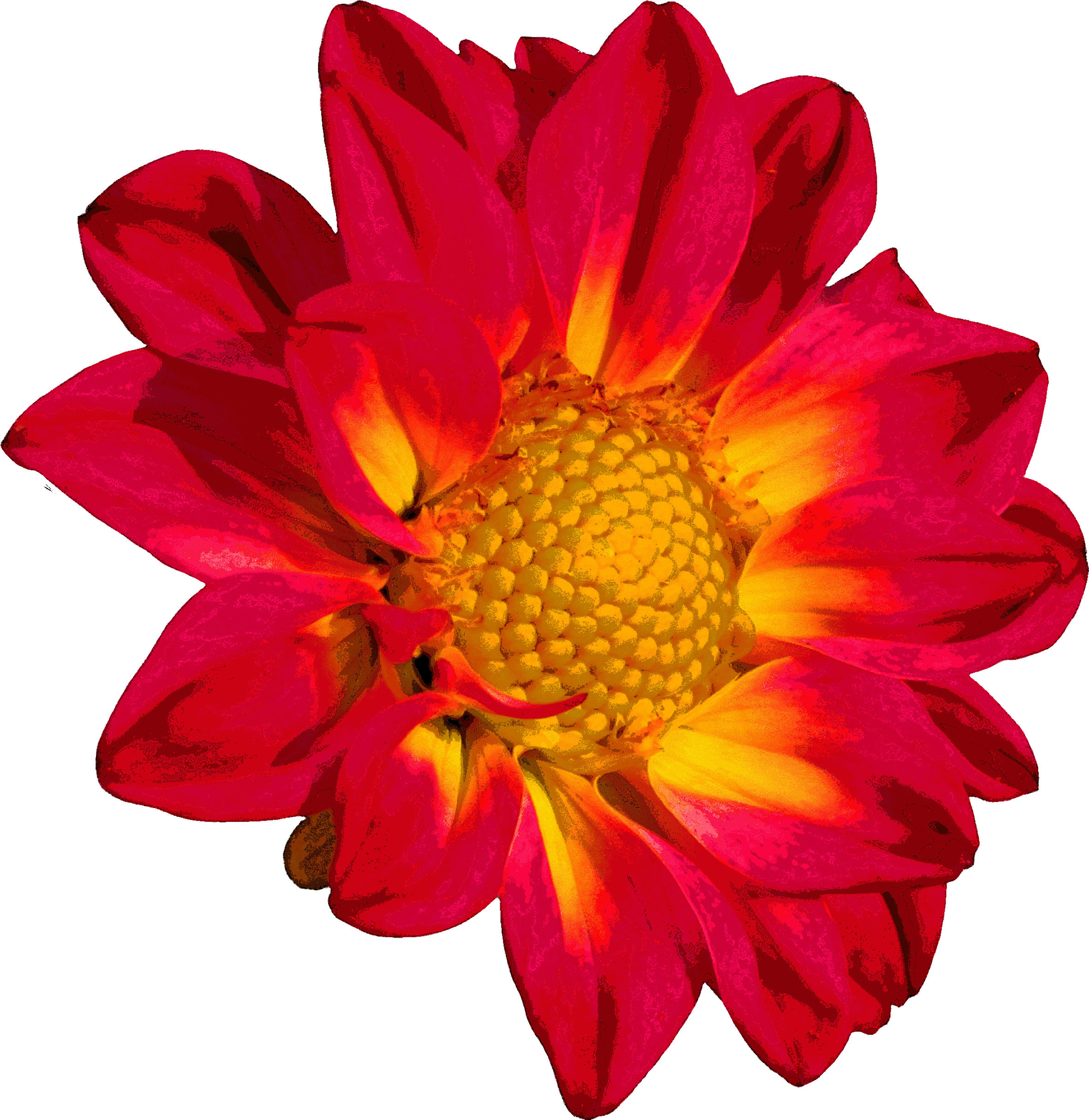 Flower Chrysanthemum Color Clip Art - Flower Chrysanthemum Color Clip Art (2360x2427)