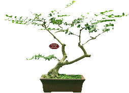 【紫薇】神龙摆尾 - Sageretia Theezans (600x350)