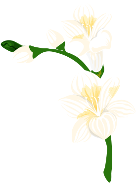 White Flowers In Plant Stem Vector Icon Illustration - Lily (550x550)