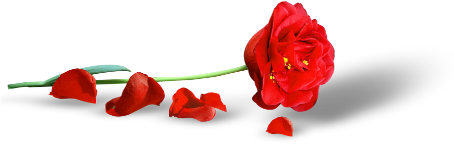 Poppy Png Clipart Picture - Voce Merece Muito Carinho (895x311)