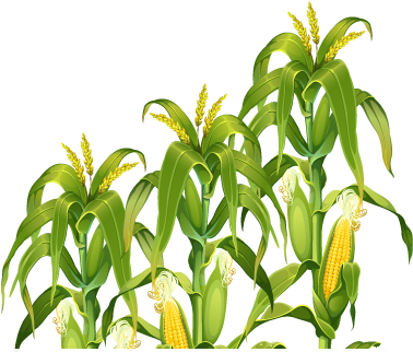 Dazzling Ideas Corn Field Clipart Png Mart - Corn Stalks (404x333)